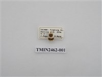 藏品(大斑苔蛾)的圖片